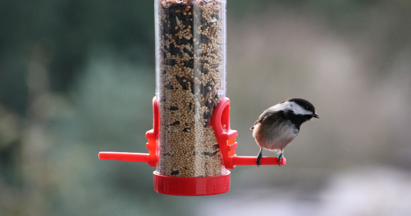 attirer les oiseaux