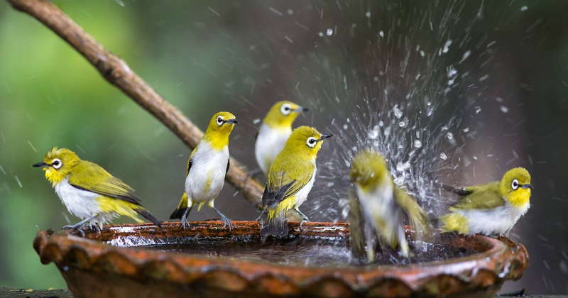 attirer les oiseaux