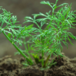 Conseils pour faire pousser de l'aneth
