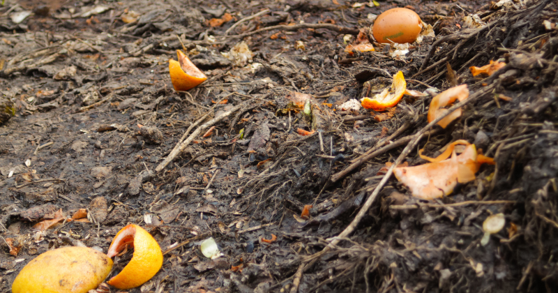 Peut-on mettre des agrumes dans le compost ?
