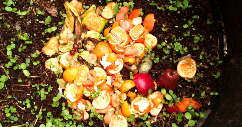 Peut-on mettre des agrumes dans le compost ?
