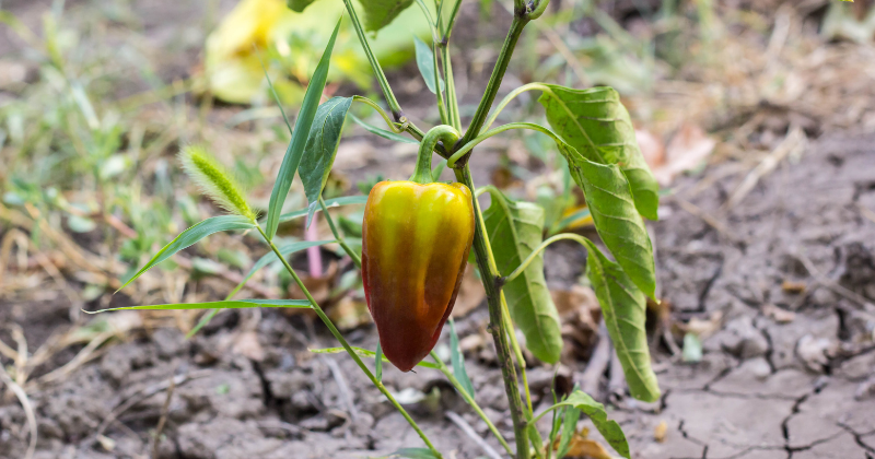 Planter des poivrons