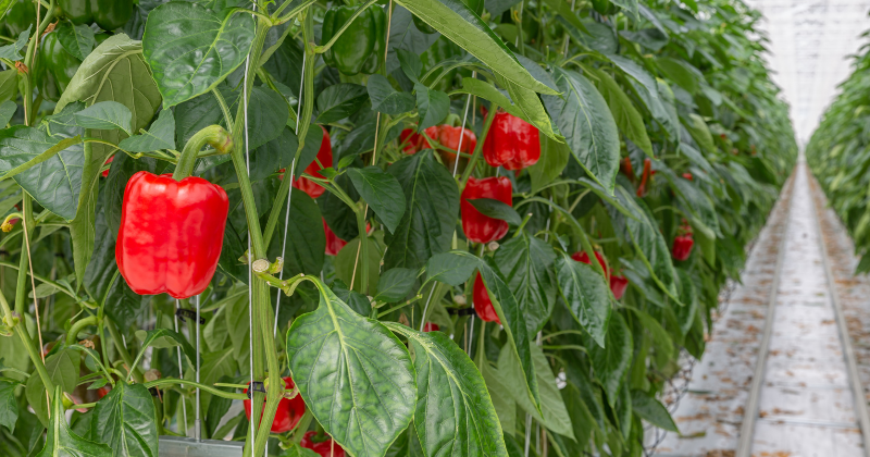 Planter des poivrons