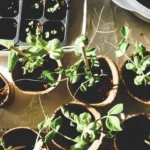 plantes qui dépolluent