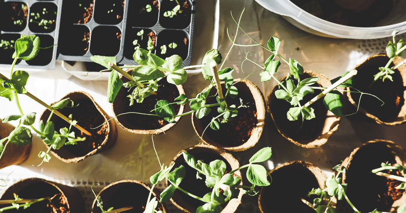 plantes qui dépolluent