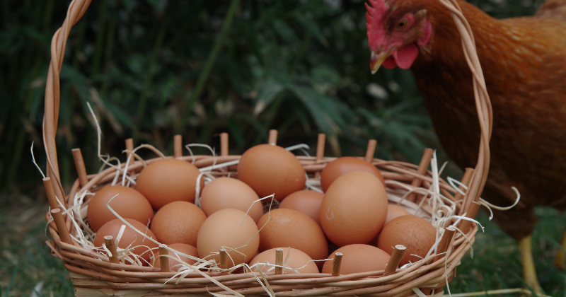 Élever des poules pondeuses
