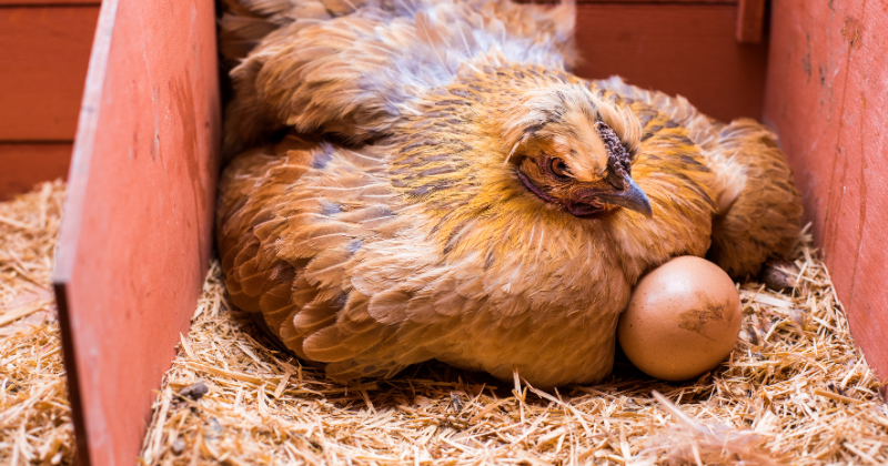 Élever des poules pondeuses