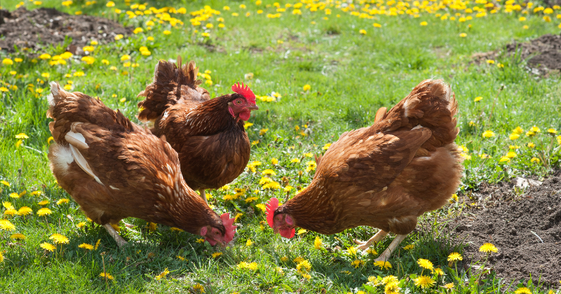Élever des poules pondeuses