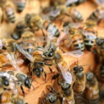 protéger les abeilles