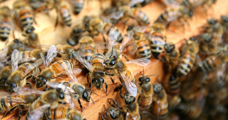protéger les abeilles