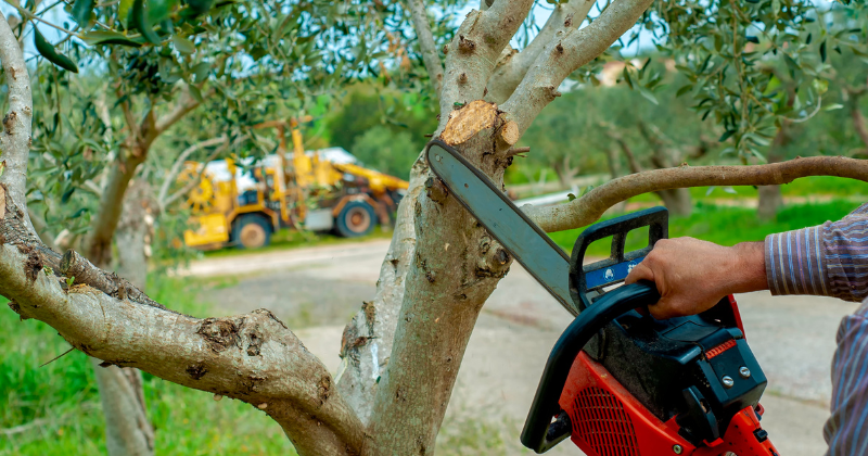 tailler les arbres fruitiers