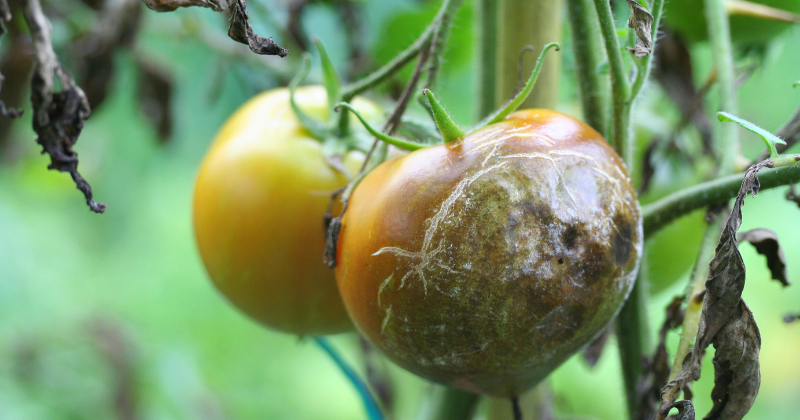 tomates sans mildiou