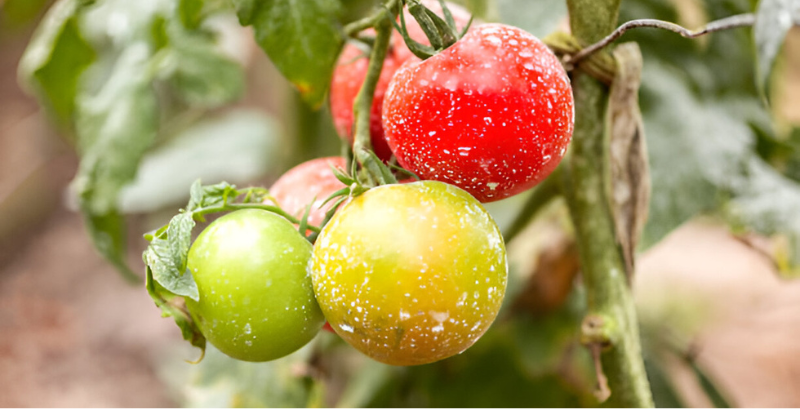 tomates sans mildiou