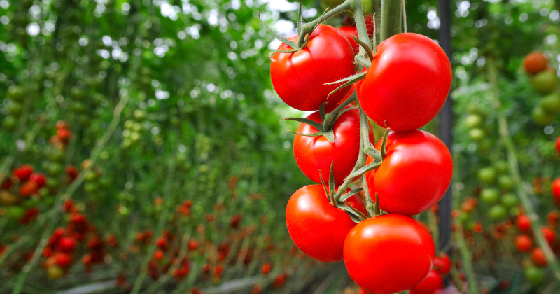 tomates sans mildiou