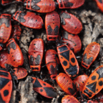 insectes utiles