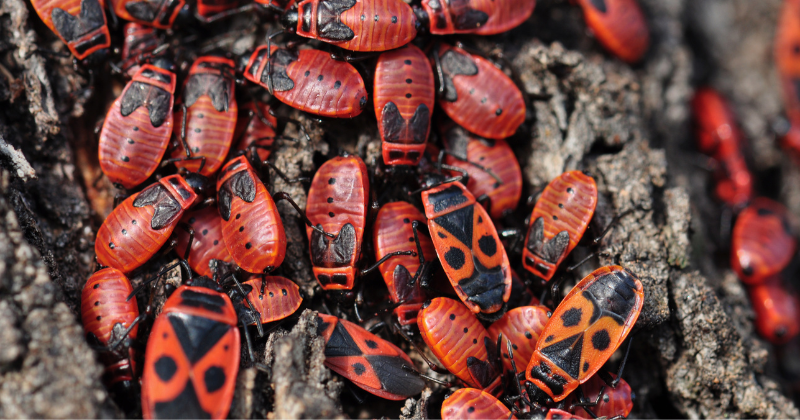 insectes utiles