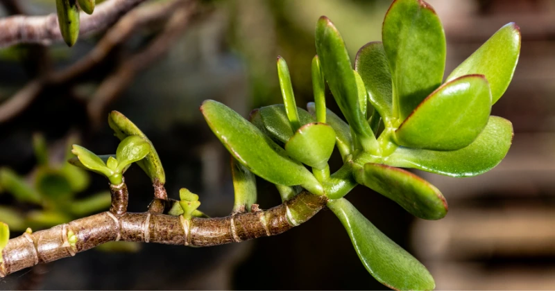 tailler la plante de Jade