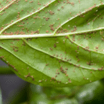 Lutter naturellement contre les pucerons au potager