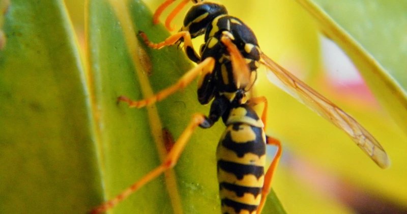 Guêpes parasitoïdes