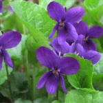 La Violette (Viola odorata) : Une Petite Fleur aux Grands Bienfaits