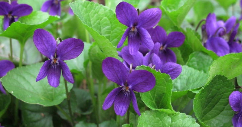La Violette (Viola odorata) : Une Petite Fleur aux Grands Bienfaits