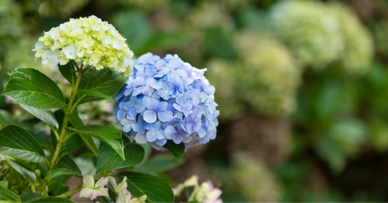 plantes qui aiment pousser avec les hortensias
