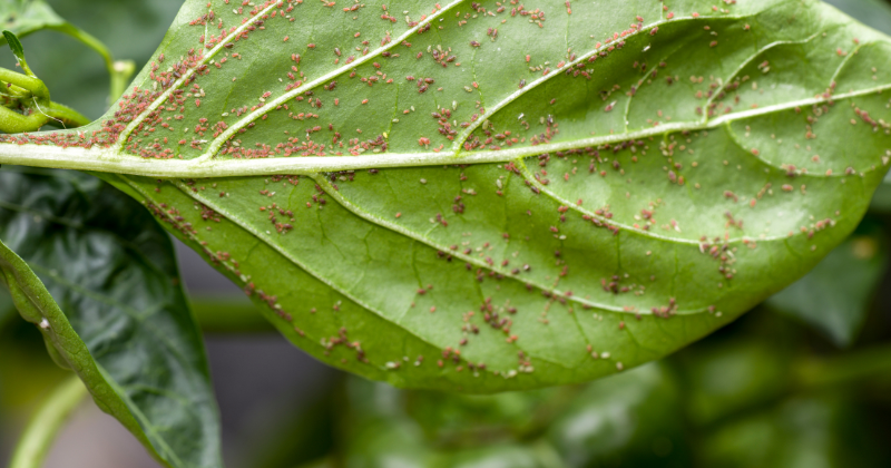 Lutter naturellement contre les pucerons au potager