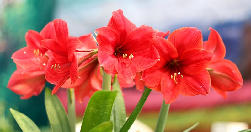 refleurir un amaryllis