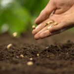 Que planter en juillet au potager