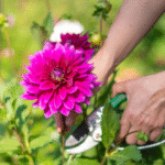tailler les dahlias