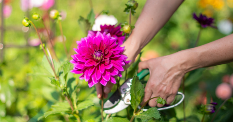 tailler les dahlias