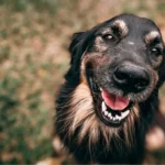 chien