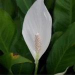 lys de paix