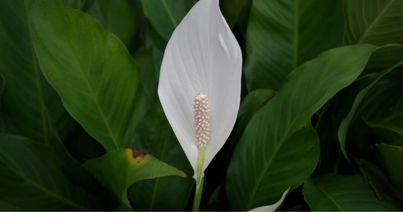 lys de paix