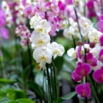 refleurir une orchidée
