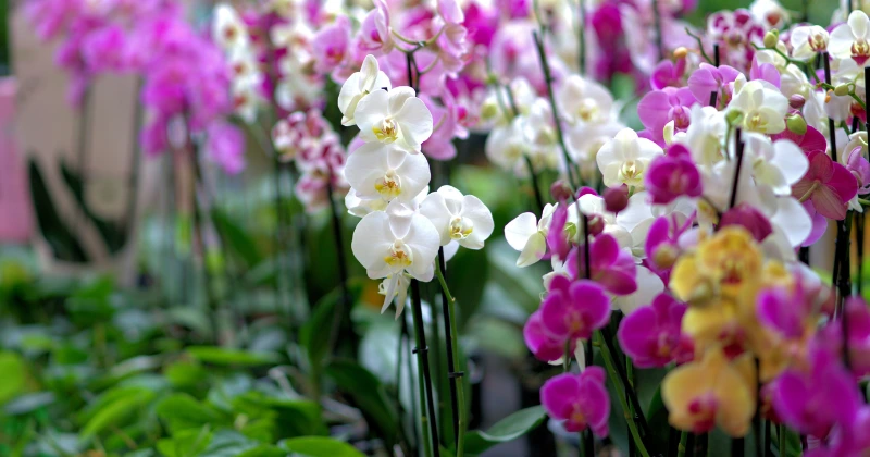 refleurir une orchidée