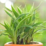 plante araignée