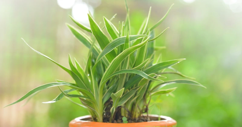 plante araignée