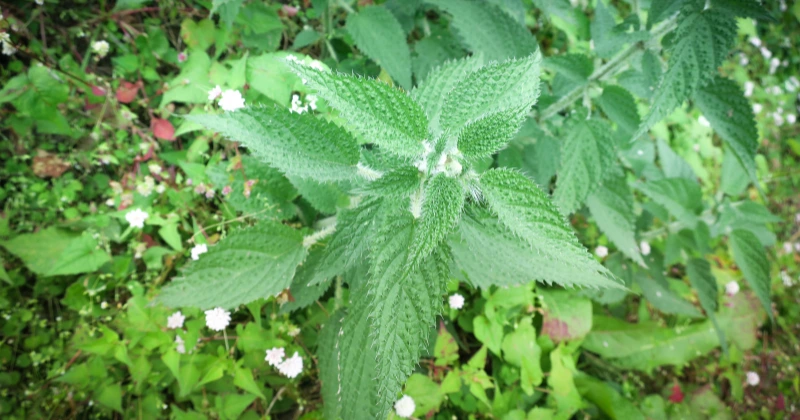 Plantes Toxiques
