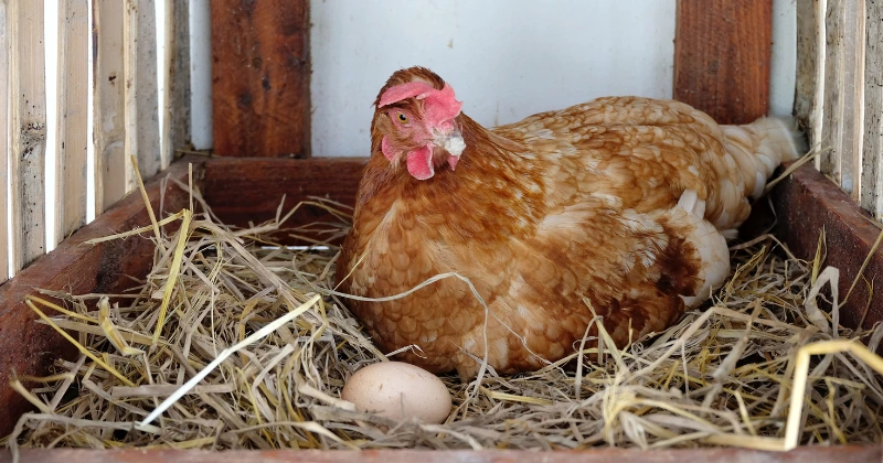 les poules pondent