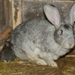 Élever des lapins