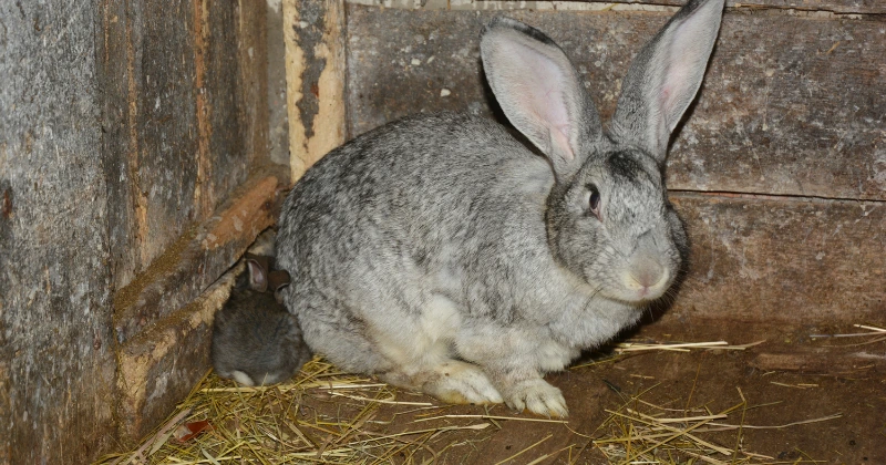 Élever des lapins