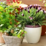 Plantes bioindicatrices