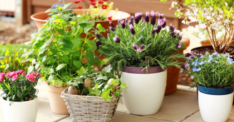 Plantes bioindicatrices