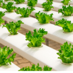 légumes