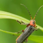 Les lucioles