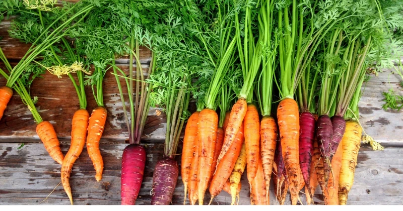 carottes