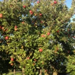 Réhabiliter un Arbre Fruiter Négligé