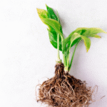 Spathiphyllum aux feuilles jaunes