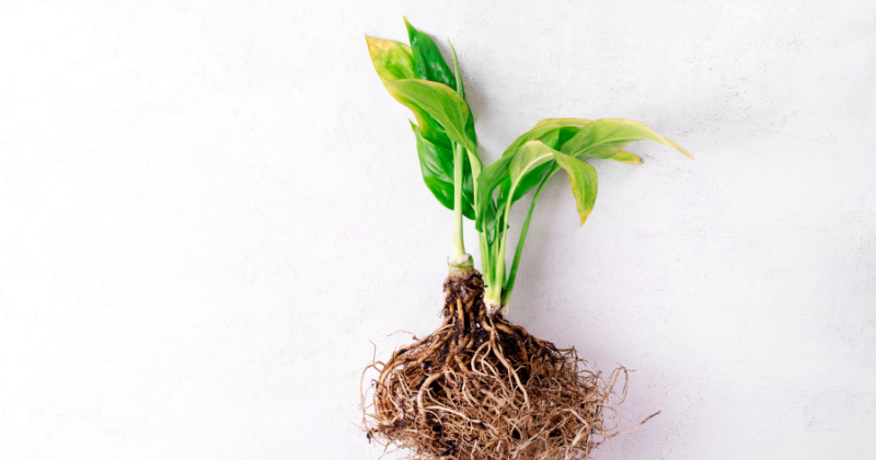 Spathiphyllum aux feuilles jaunes